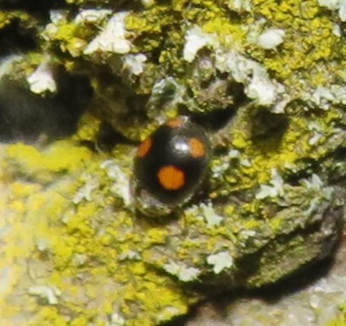 Platynaspis luteorubra - négypettyes szerecsenkata
