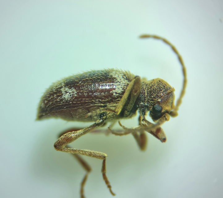 Ptinus fur - közönséges tolvajbogár