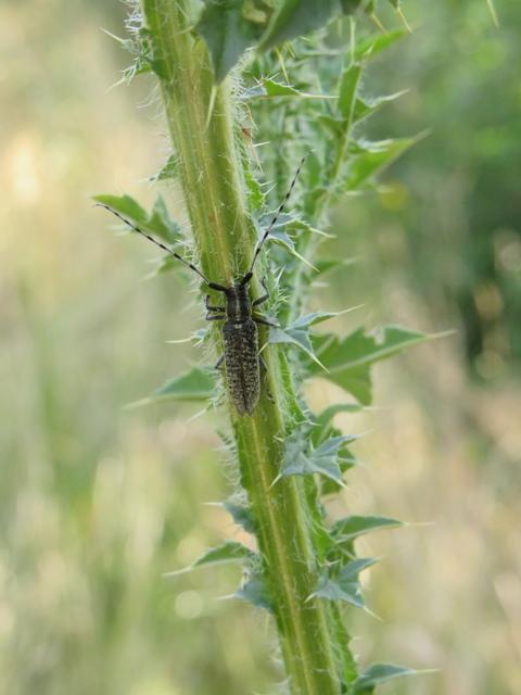 Agapanthia villosoviridescens - fehérgyűrűs bogáncscincér