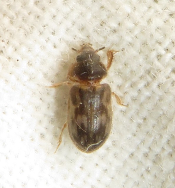 Heterocerus