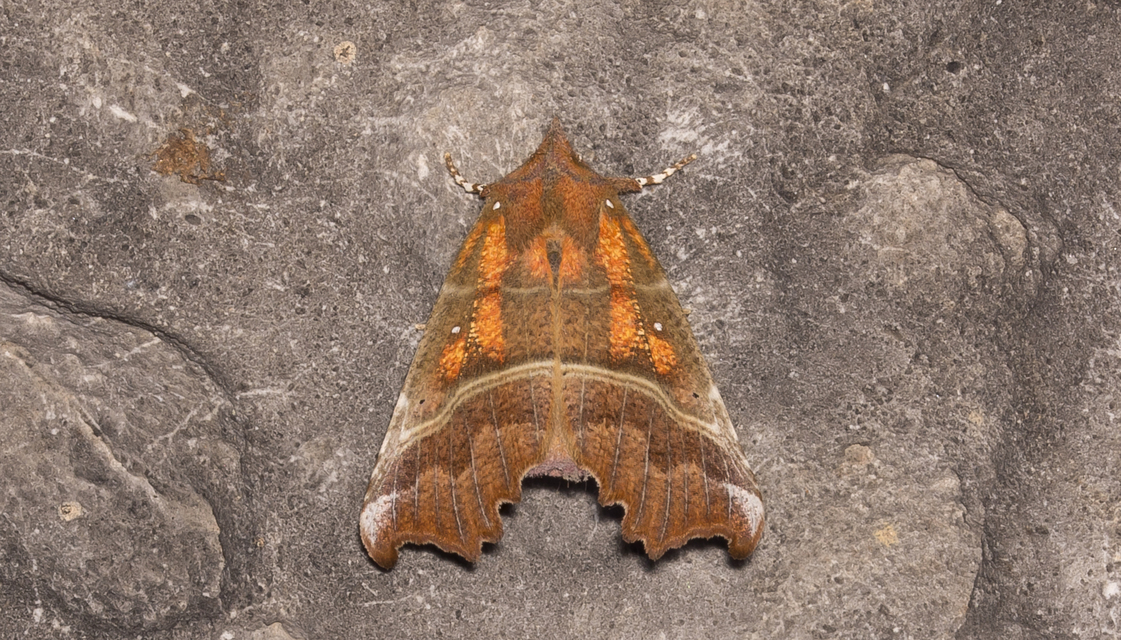 Scoliopteryx libatrix - vörös csipkésbagoly