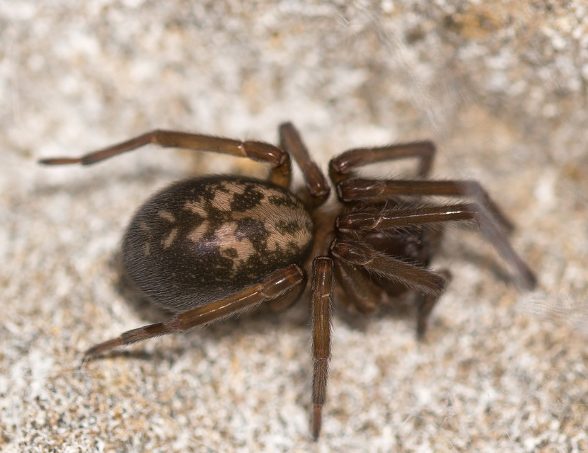 Amaurobius ferox - nagy eretnekpók