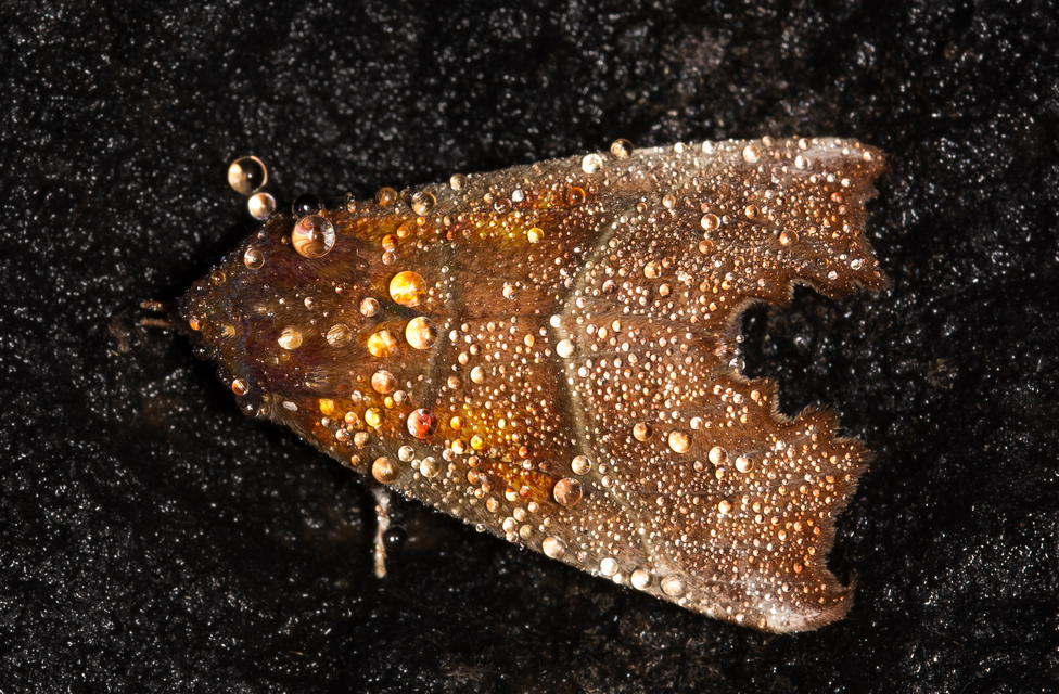 Scoliopteryx libatrix - vörös csipkésbagoly