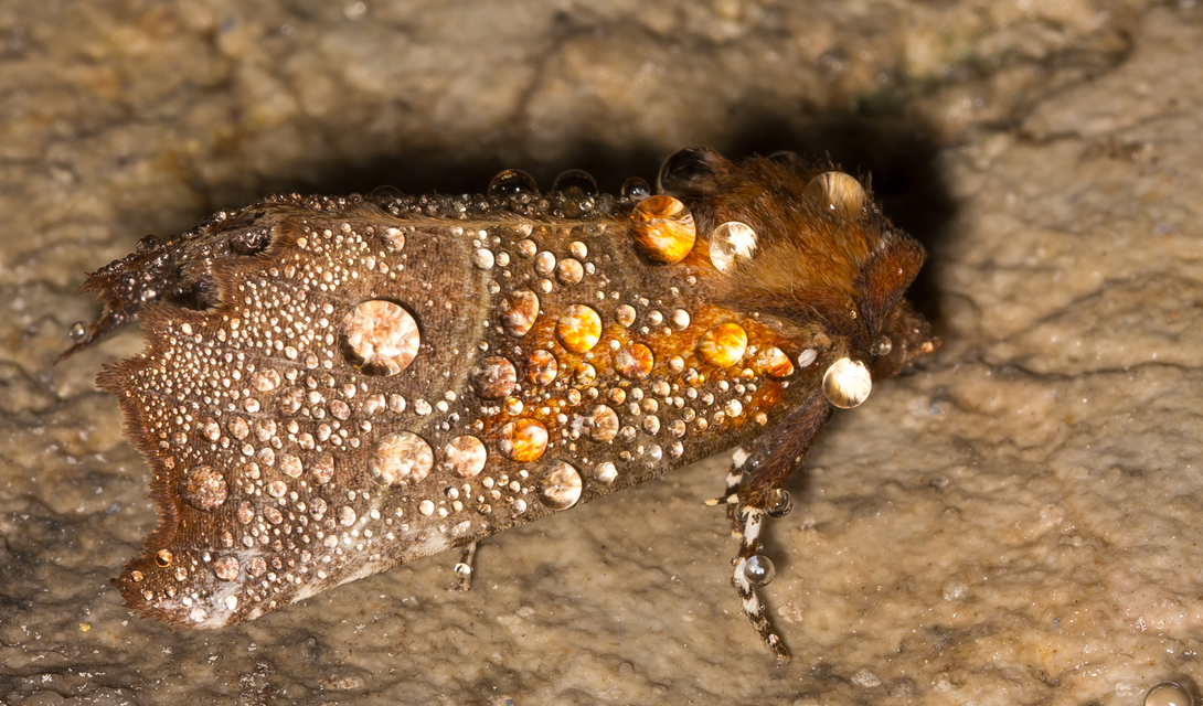Scoliopteryx libatrix - vörös csipkésbagoly