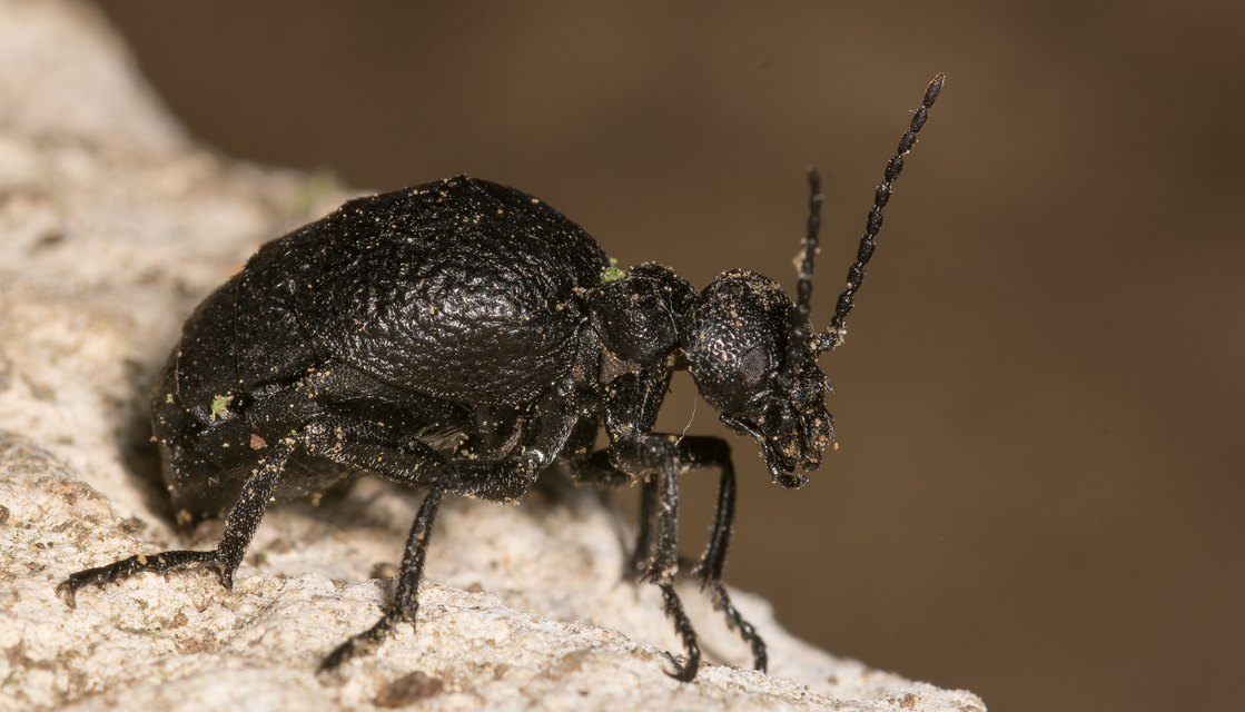 Meloe rugosus - ráncos nünüke