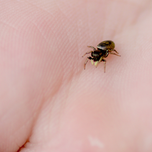 Heliophanus