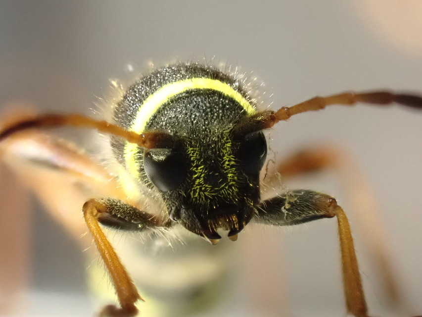 Clytus arietis - közönséges darázscincér