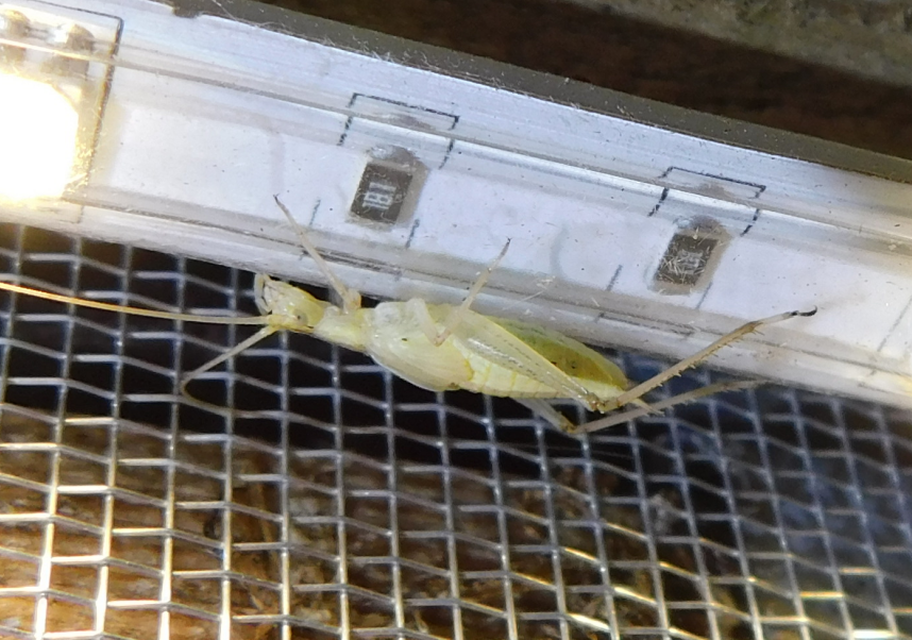 Oecanthus pellucens - pirregőtücsök
