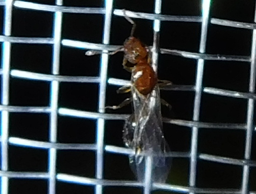 Colobopsis truncata - kapushangya