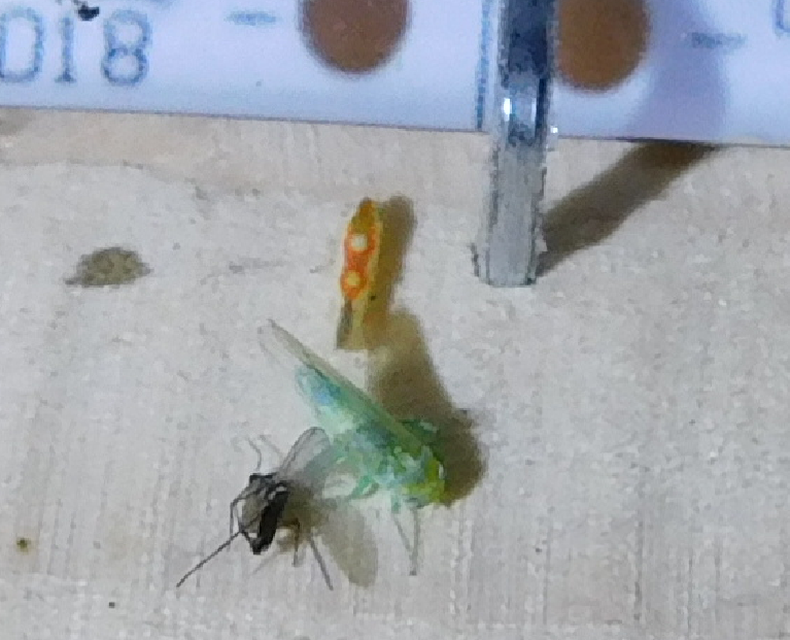 Zygina