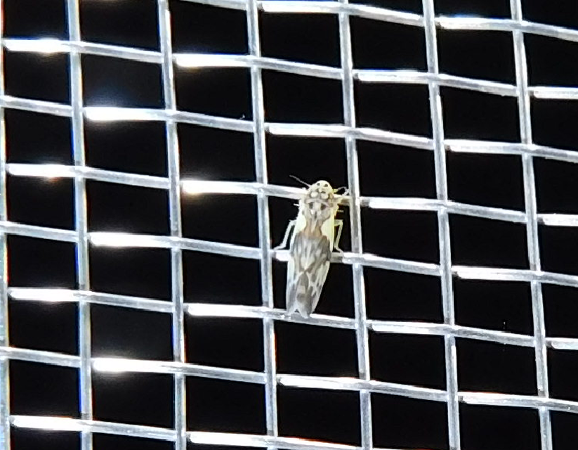 Ziczacella