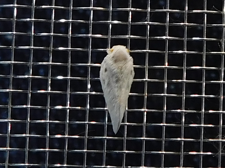 Metcalfa pruinosa - amerikai lepkekabóca