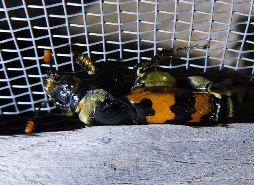 Nicrophorus vespillo - közönséges temetőbogár
