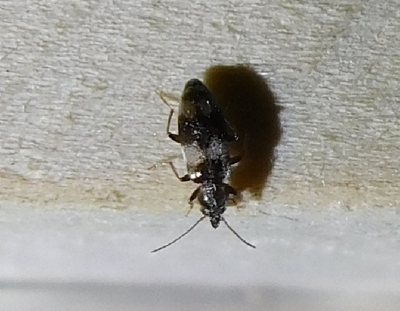 Notoxus trifasciatus - szalagos nyakszarvúbogár