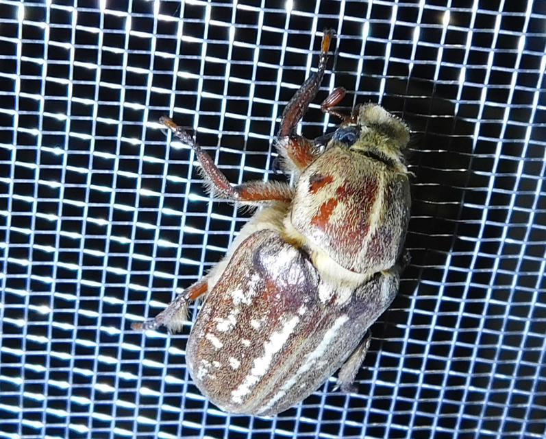 Anoxia orientalis - keleti cserebogár