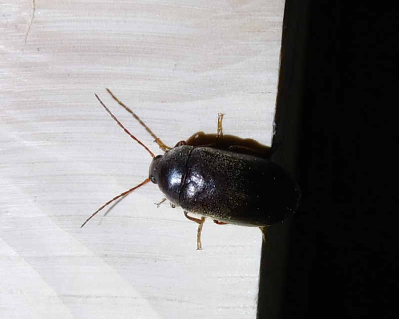Hymenalia rufipes - rőtlábú alkonybogár