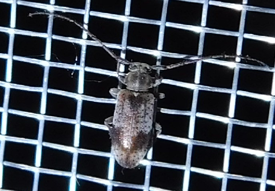 Exocentrus punctipennis - szilfa-rőzsecincér