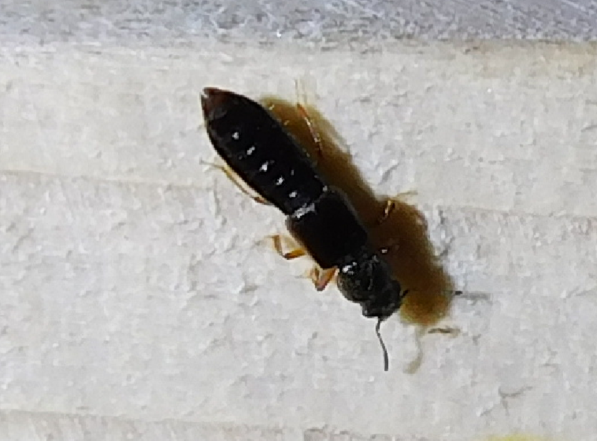 Bledius Bledius