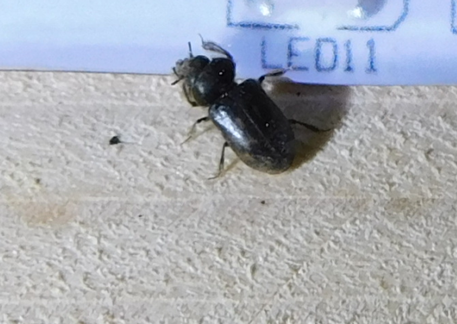 Heterocerus