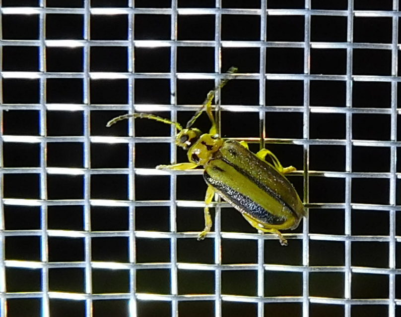 Xanthogalerucella luteola - szilfa-olajosbogár