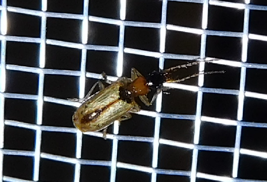 Demetrias atricapillus - buzogányfoltos nádfutó