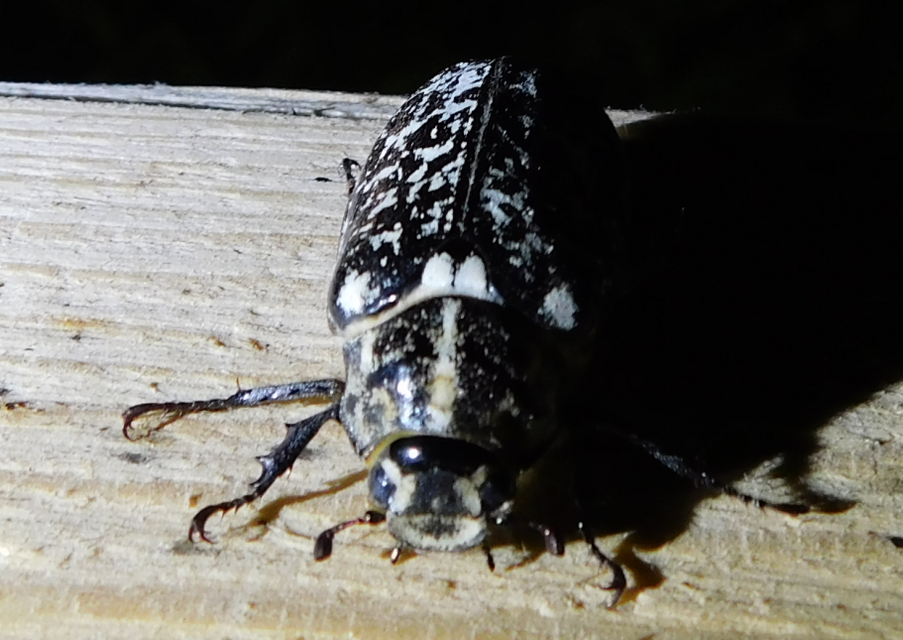 Polyphylla fullo - csapó cserebogár