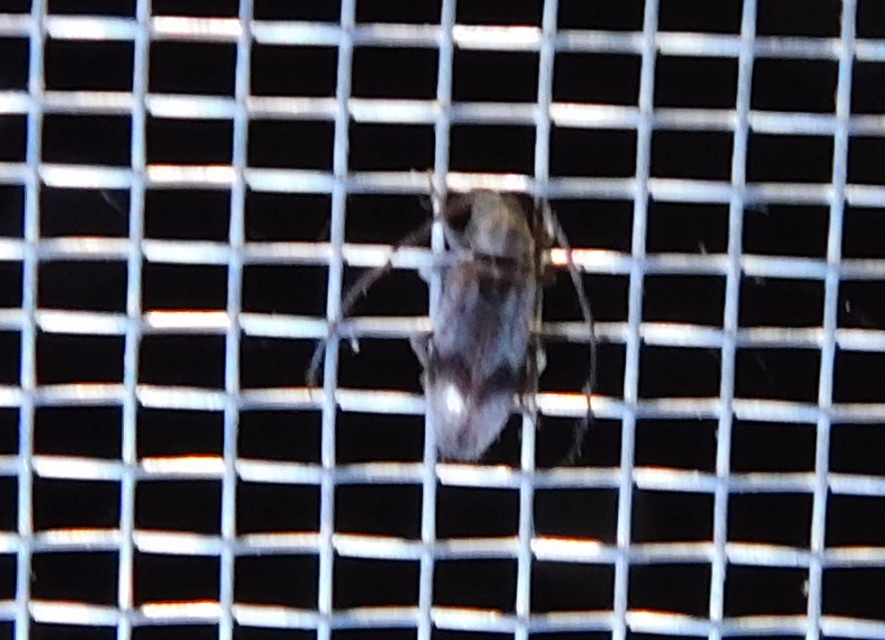 Exocentrus punctipennis - szilfa-rőzsecincér