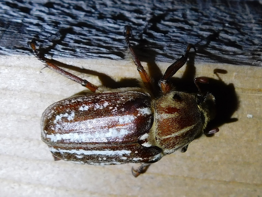Anoxia orientalis - keleti cserebogár