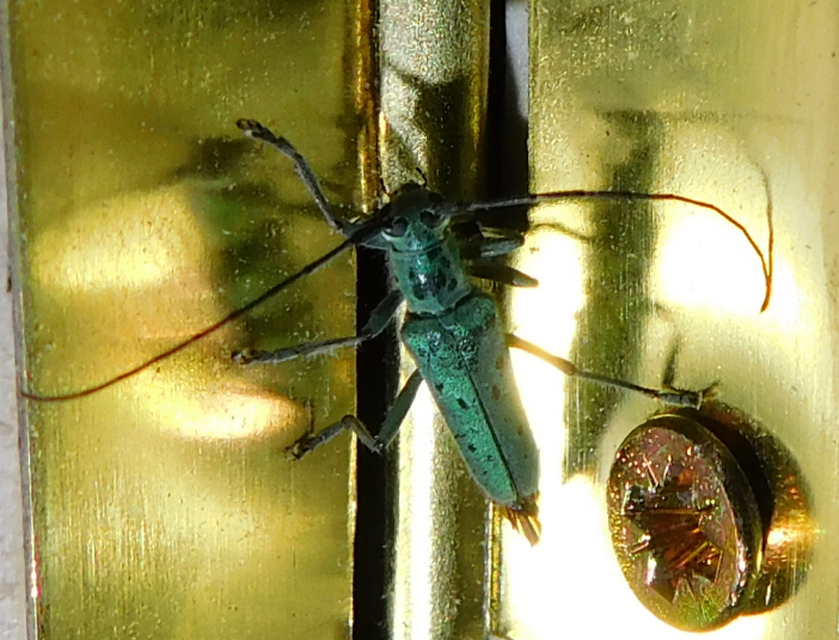 Saperda punctata - pettyes szilcincér Saperda punctata - pettyes szilcincér
