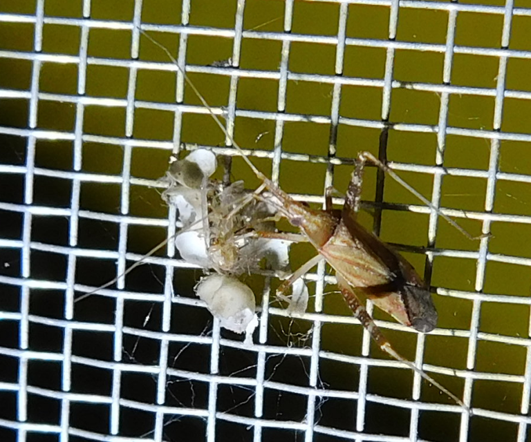 Phytocoris