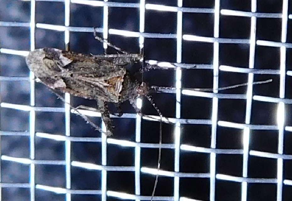 Phytocoris