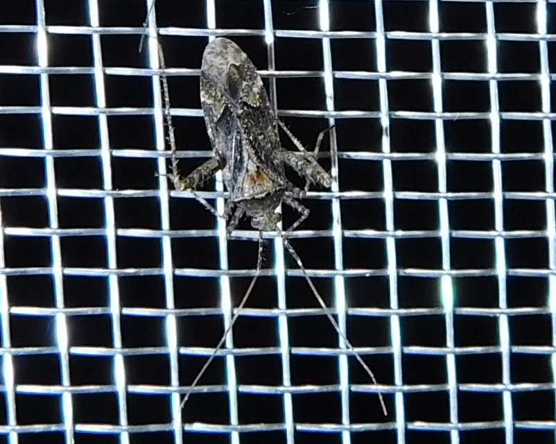 Phytocoris