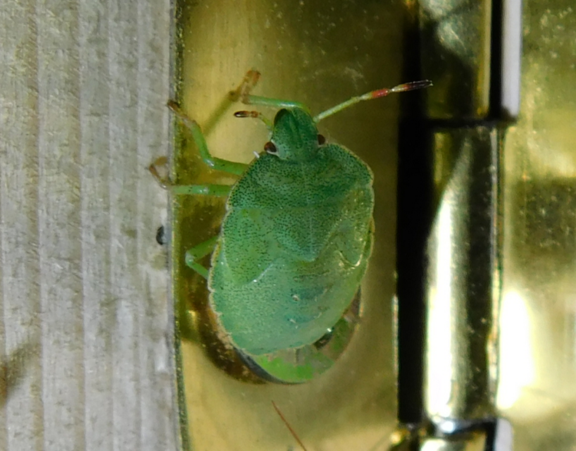 Palomena prasina - zöld bogyómászó-poloska Palomena prasina - zöld bogyómászó-poloska