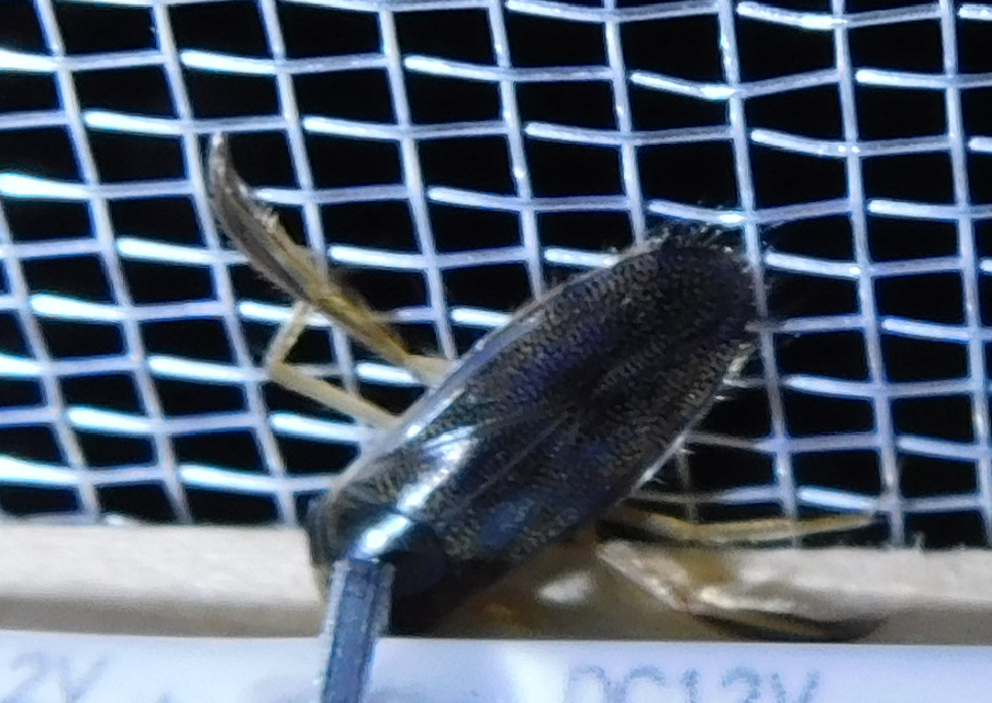 Corixidae - búvárpoloskák Corixidae - búvárpoloskák