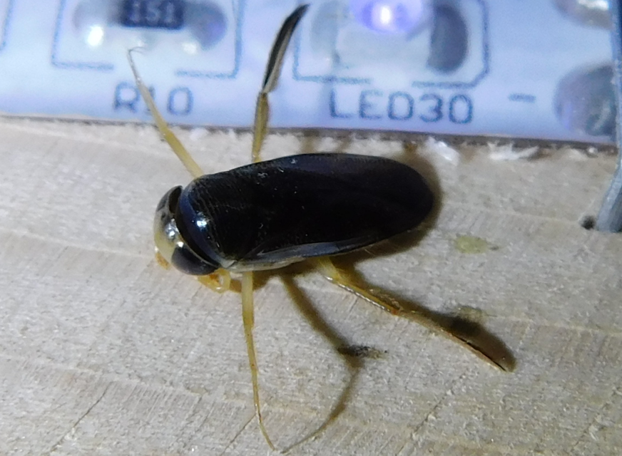 Corixidae - búvárpoloskák Corixidae - búvárpoloskák