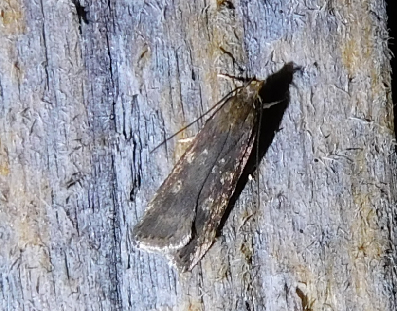 Helcystogramma