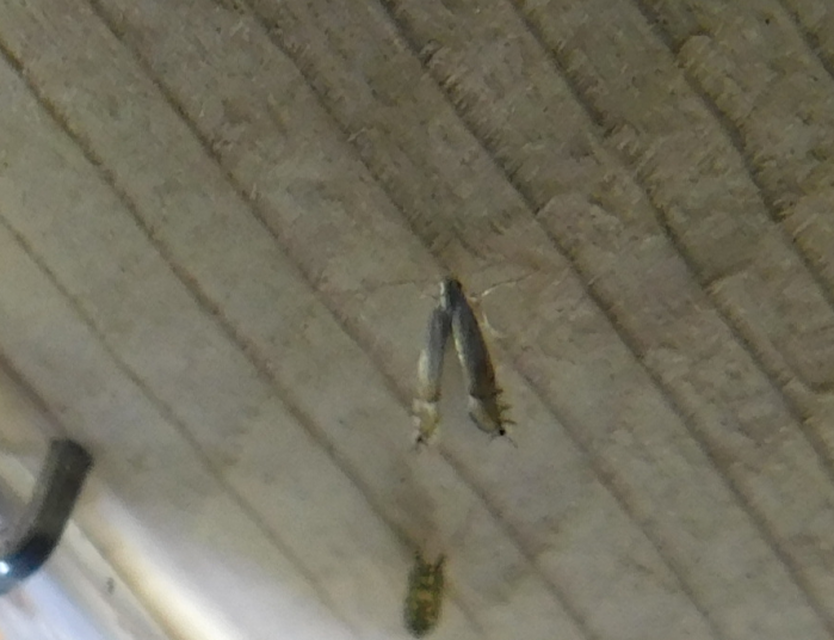 Phyllocnistis