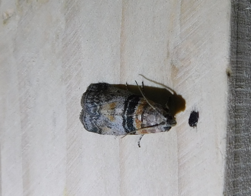 Sciota