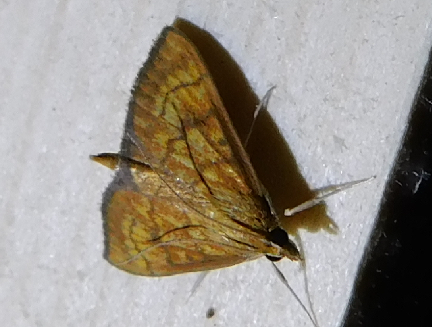 Ecpyrrhorrhoe rubiginalis - rozsdavörös tűzmoly