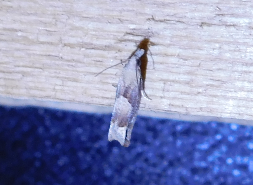 Eucosma