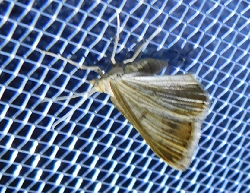 Tephrina arenacearia - lucerna-araszoló