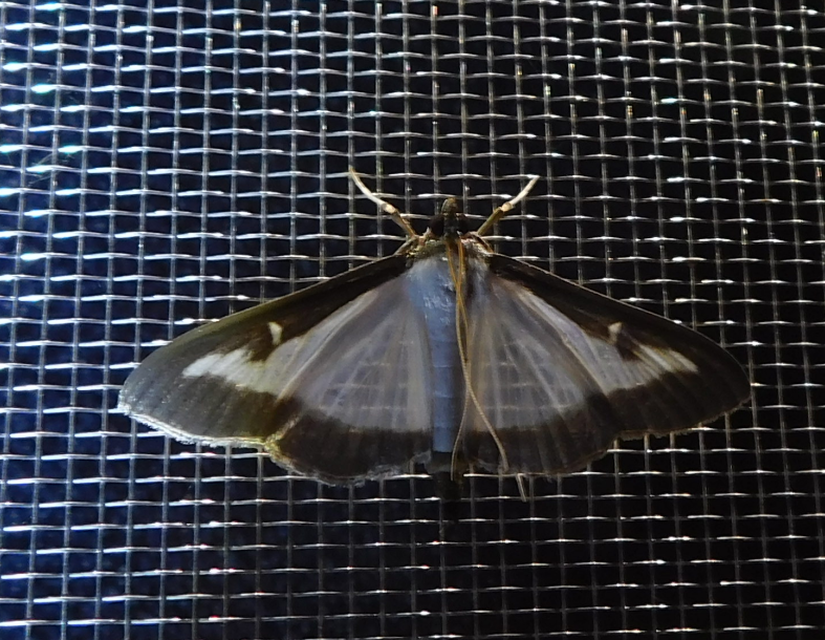 Cydalima perspectalis - puszpáng-tűzmoly