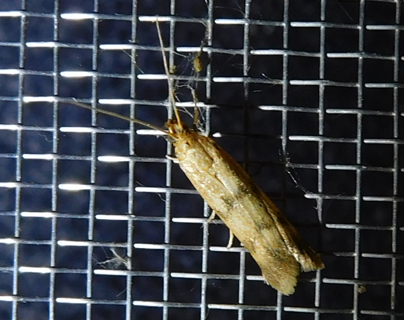 Homoeosoma sinuella - agyagsárga karcsúmoly