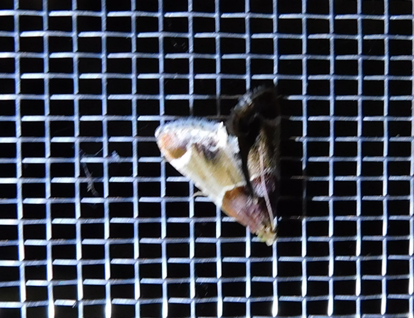Pyralis farinalis - lisztilonca