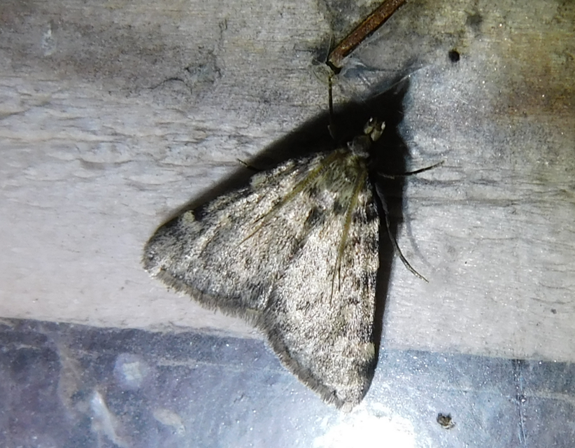 Aglossa pinguinalis - zsiradékmoly