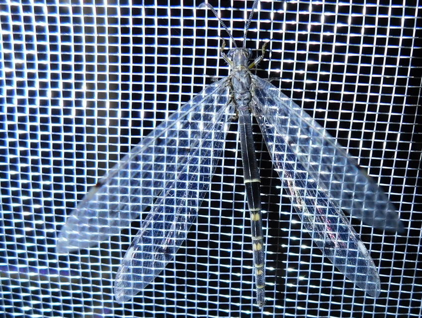 Distoleon tetragrammicus - négyfoltos hangyaleső