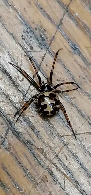 Steatoda triangulosa - háromszöges faggyúpók