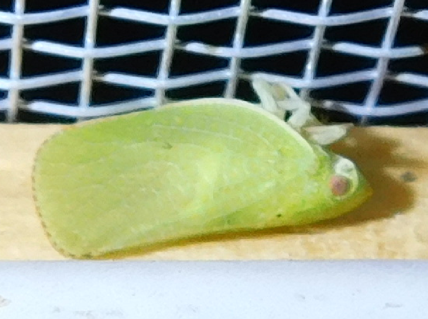 Acanalonia conica - élénkzöld lepkekabóca