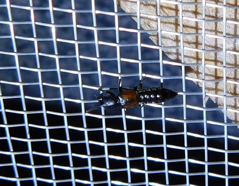 Bledius tricornis - háromszarvú ásóholyva Bledius tricornis - háromszarvú ásóholyva