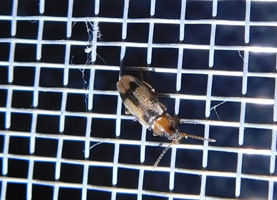 Notoxus appendicinus - déli nyakszarvúbogár